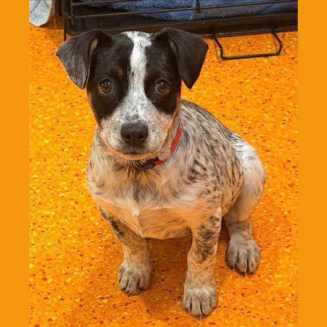 Photo of Pepper