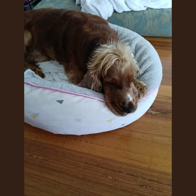 Photo of Dudley