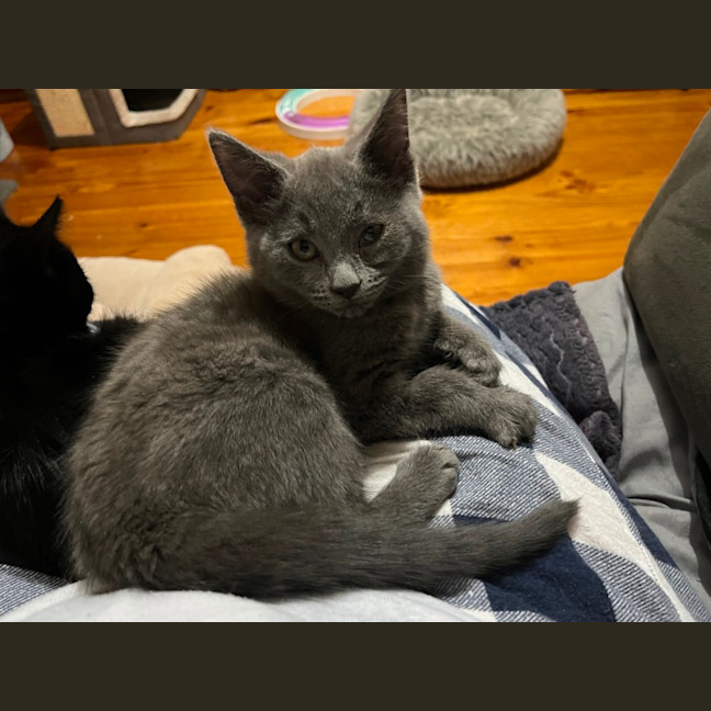 Photo of Tonka ** 2nd Chance Cat Rescue**