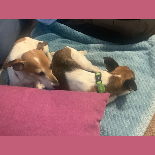 Photo of Dot (& Dash)