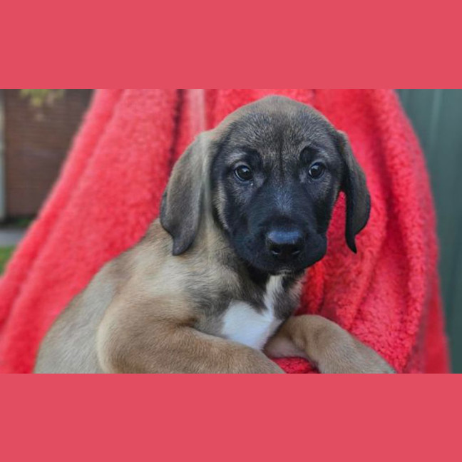 Photo of Dora