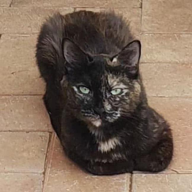 Photo of 8154   Truffles 