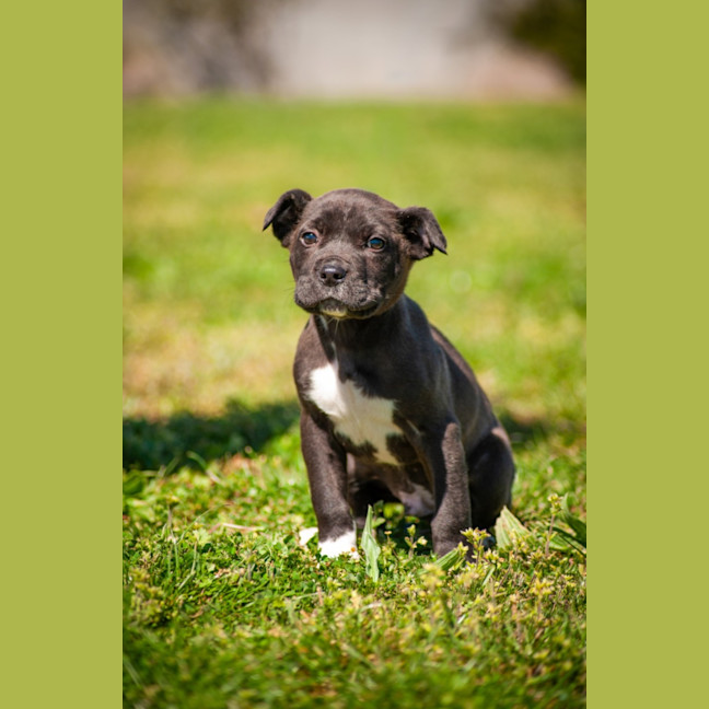 Photo of Archie