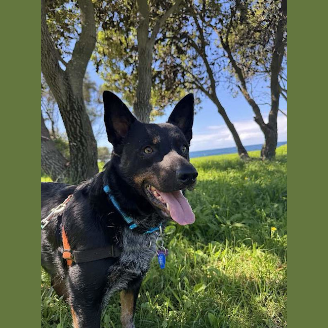 Photo of Buzz