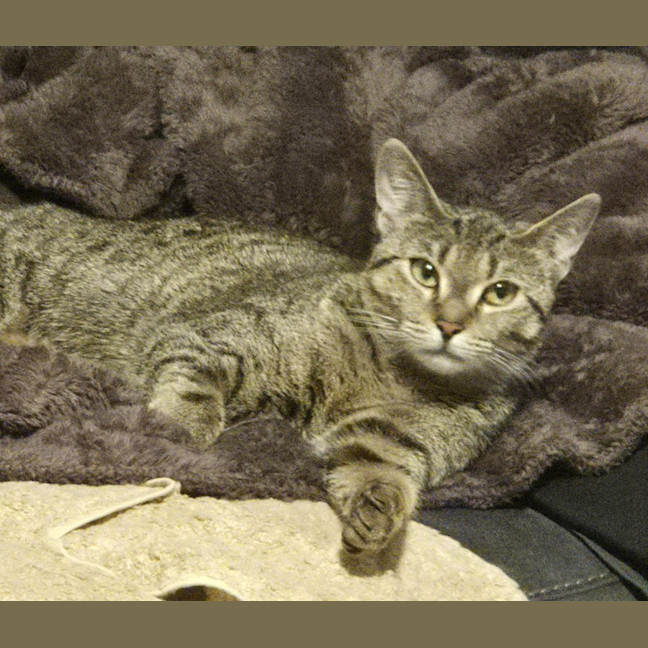 Photo of Tumbles   1 Year Old Domestic Short Hair