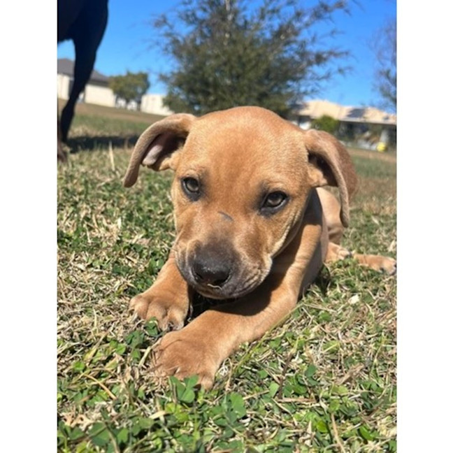 Photo of Hawkeye