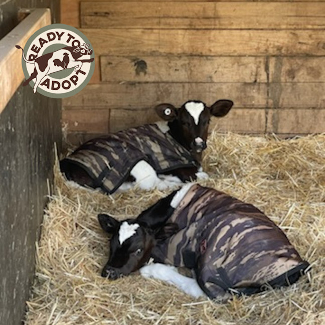 Photo of Milton & Simba