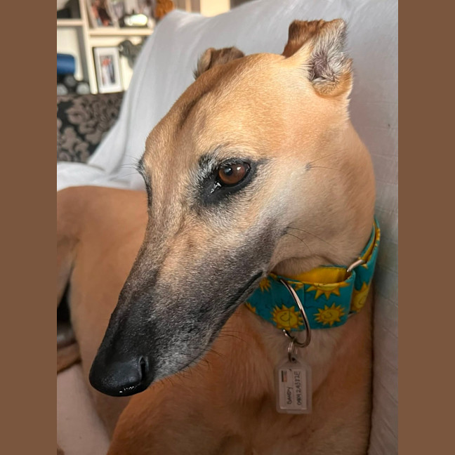 Photo of Sandy, The Greyhound
