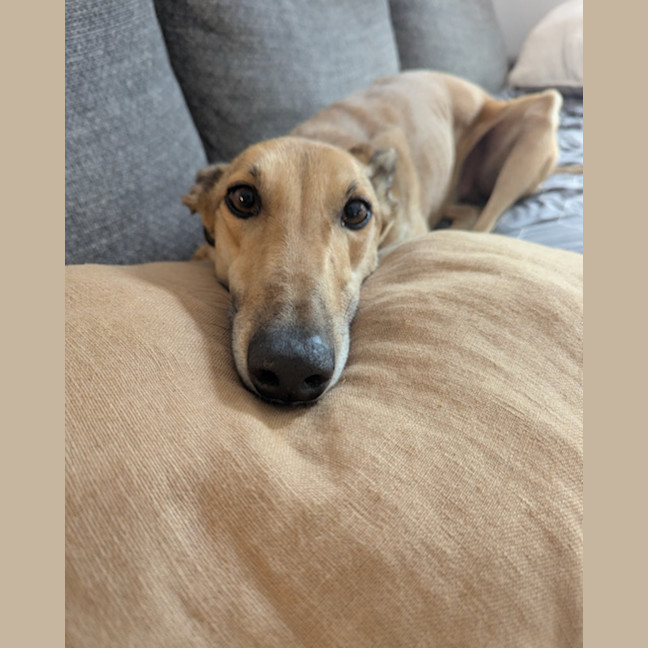 Photo of Caspian