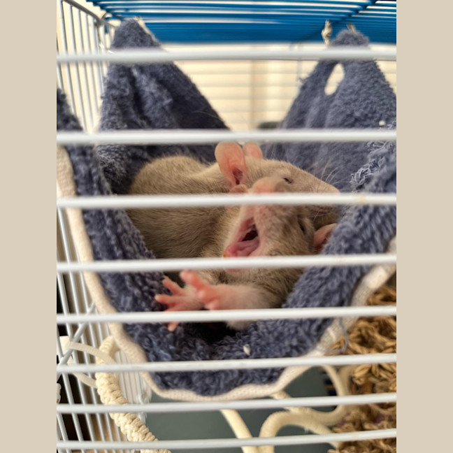 Photo of Sprig / Clover