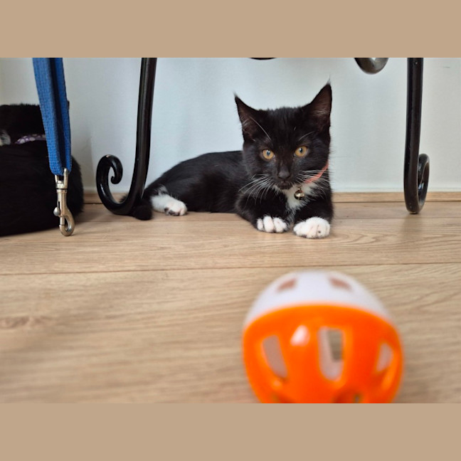 Photo of Oreo & Ivy  3 Month Old Domestic Short Hair 