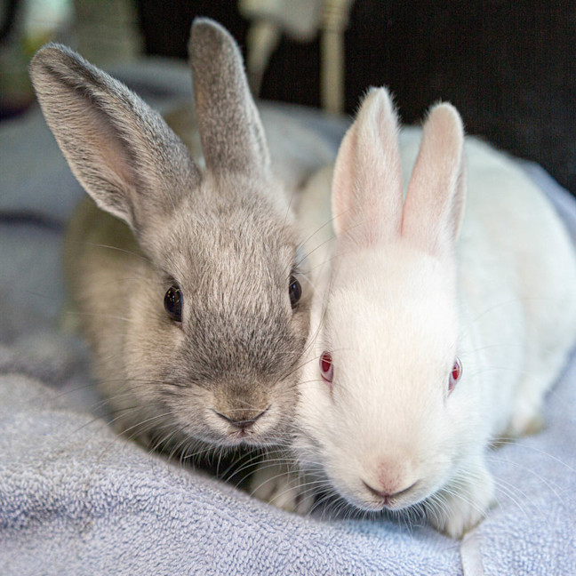 Photo of Bonnie (Bonded To Cloudy)