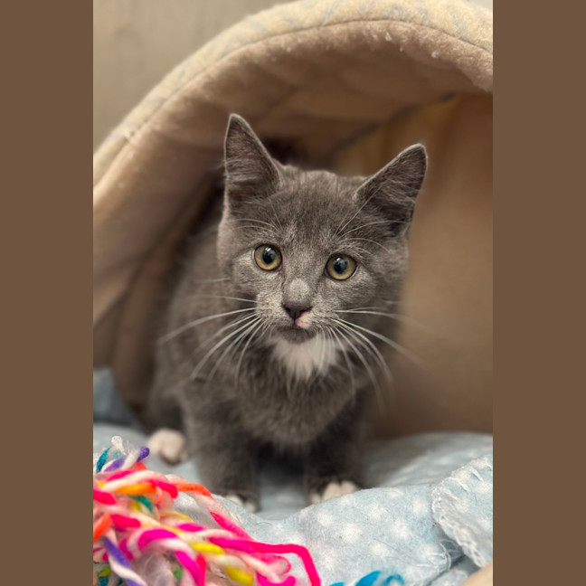 Photo of Mittens