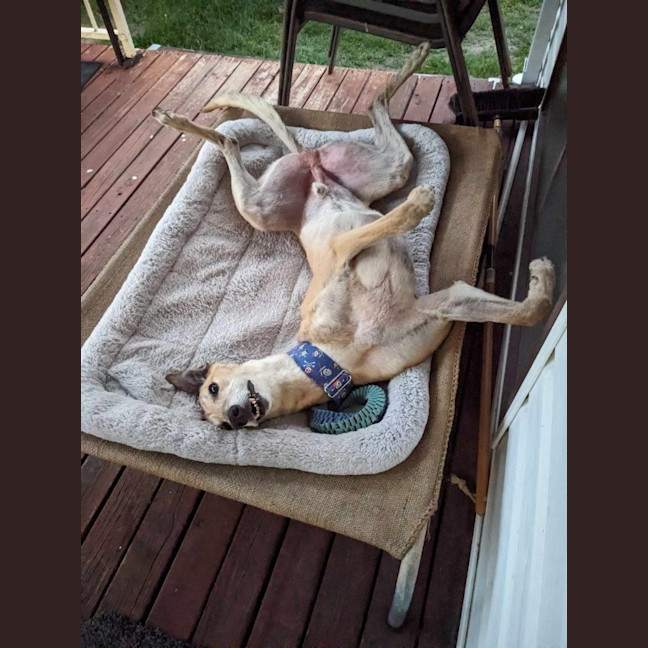 Photo of Tiger, The Greyhound