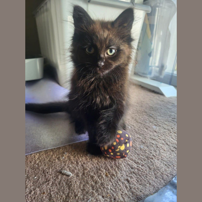 Photo of Coco Meet Me@Petstock Carrum Down Store