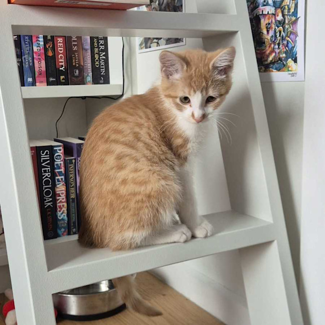 Photo of Rusty