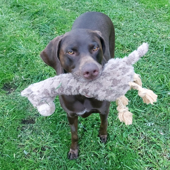 Photo of Huey