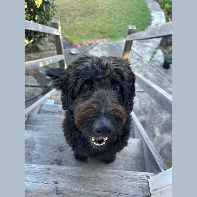 Photo of Bodhi Quinnell