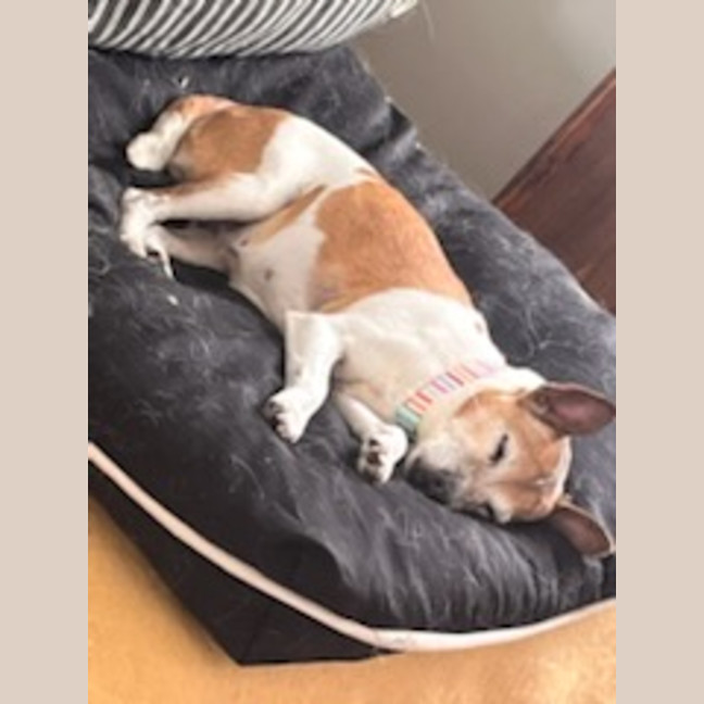 Photo of Jessie 