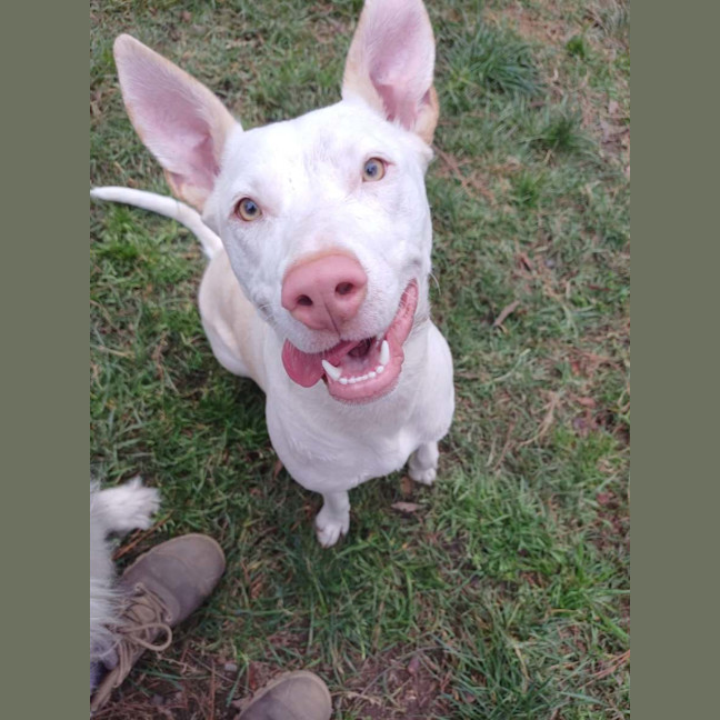 Photo of Marshmallow 