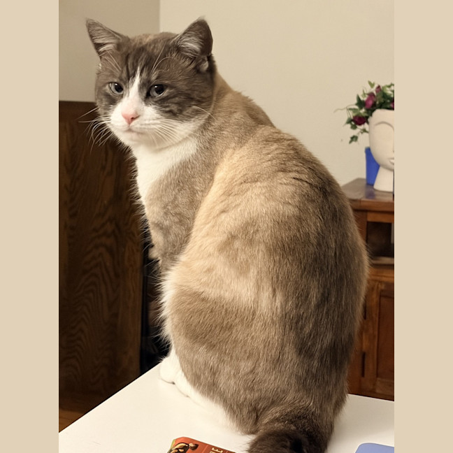 Photo of Koko