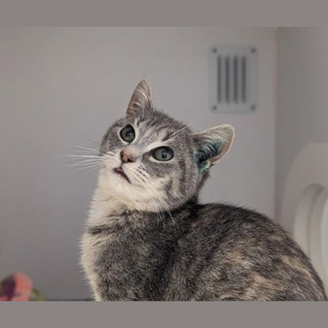 Photo of Mint