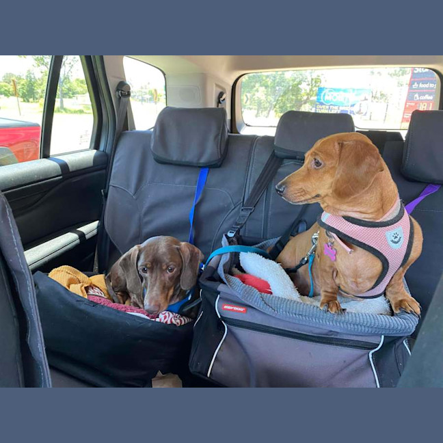 Photo of Bentley And Paulina