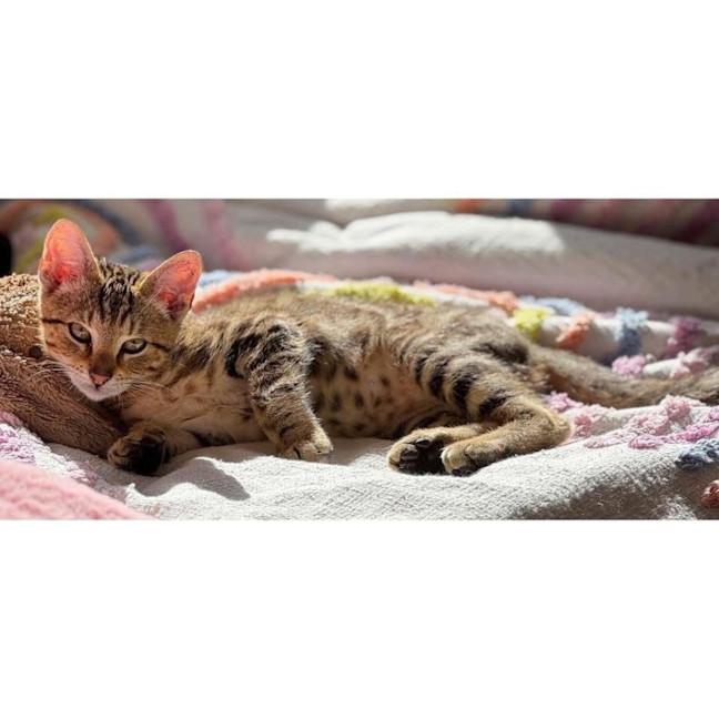 Photo of 12336   Frank