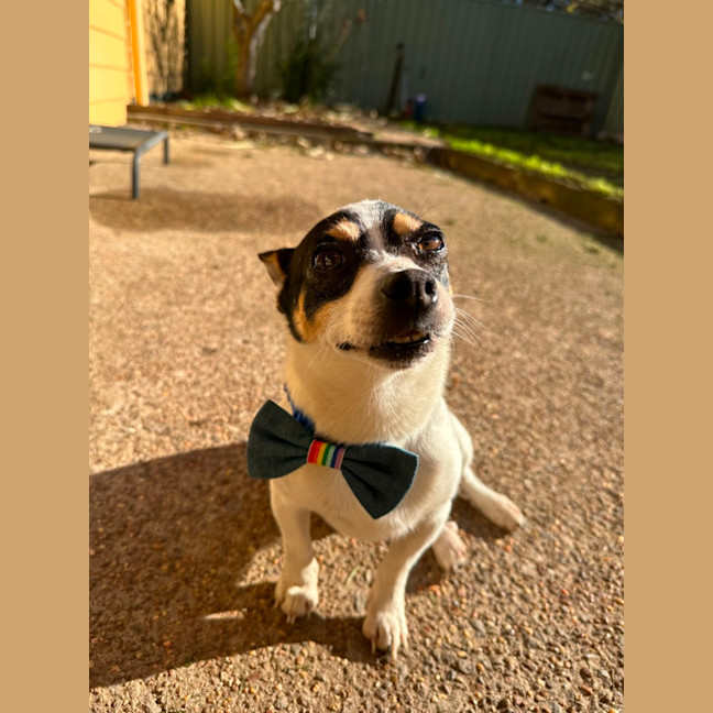 Photo of Mickey   6 Year Old Mini Fox Terrier