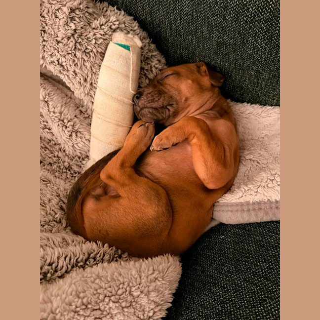 Photo of Beanie Weanie 