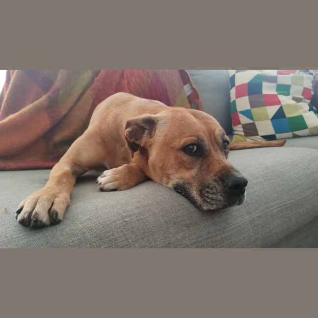 Photo of Toula   In Kennels