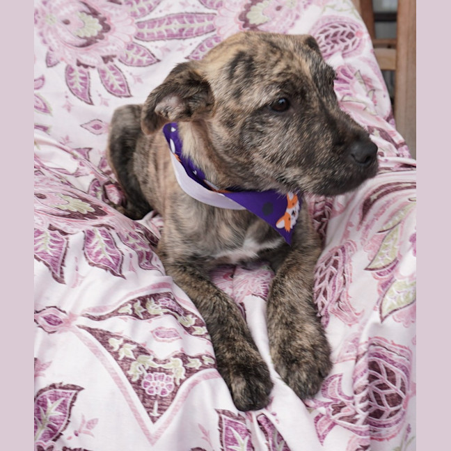 Photo of Tilly