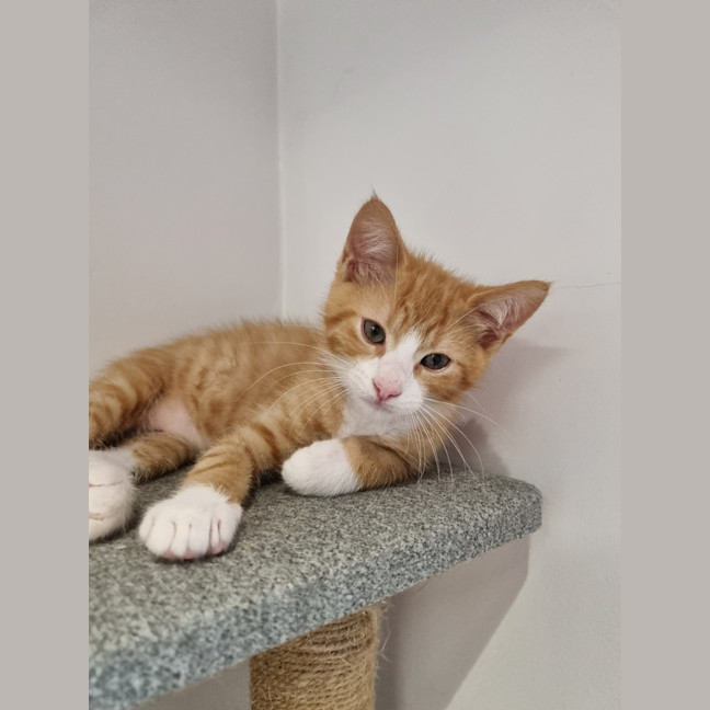 Photo of Donut