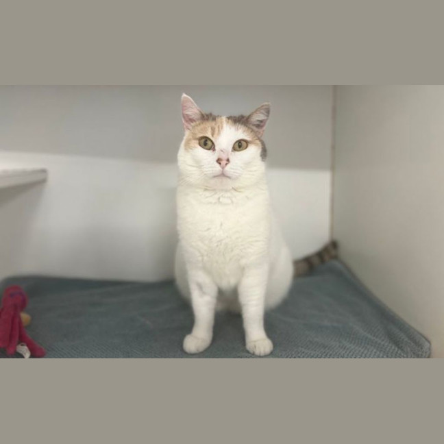 Photo of Toot