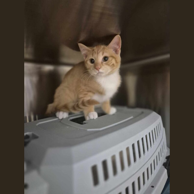 Photo of Neil Diamond