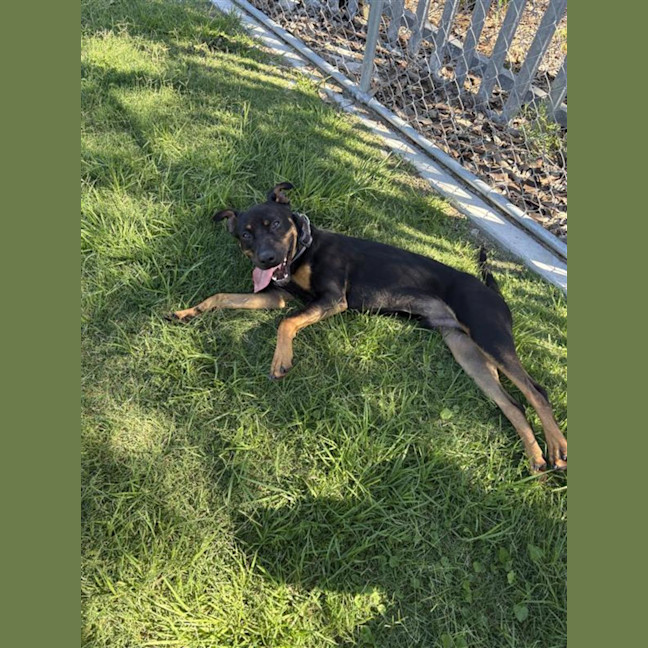 Photo of Bolt