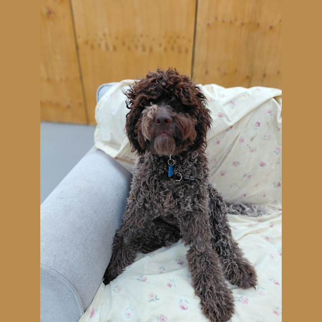 Photo of Truffle