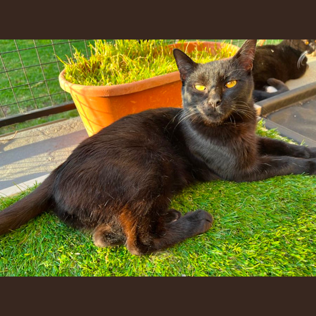 Photo of Zac *9 Lives Project Rescue*