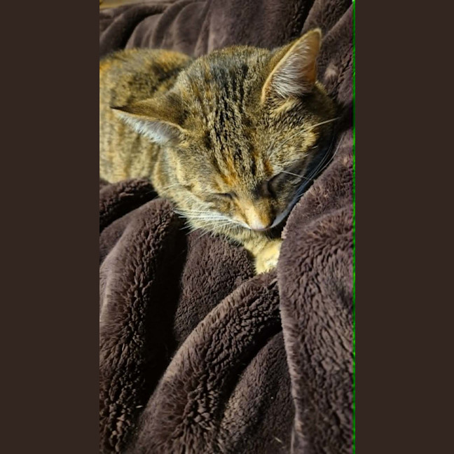Photo of Tilly   2 Year Old Domestic Short Hair