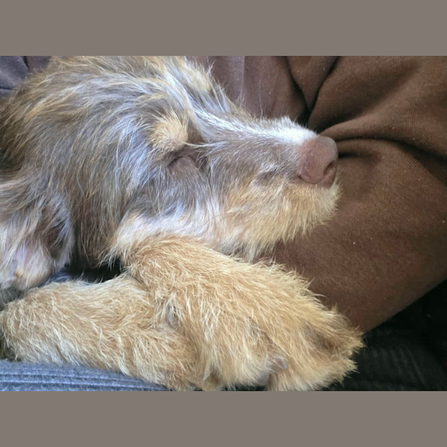 Photo of Daisy