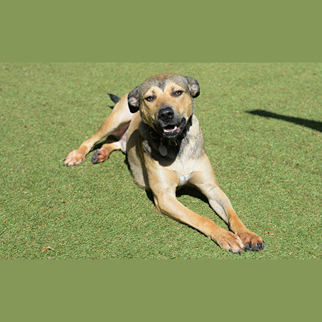 Photo of Odie