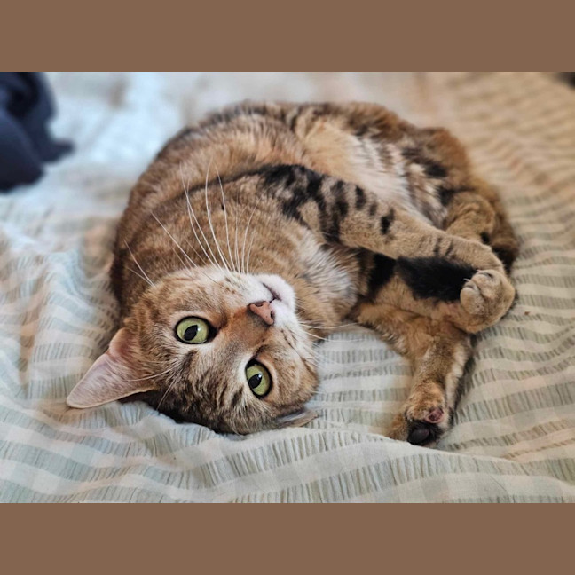 Photo of Nugget & Bellatrix 