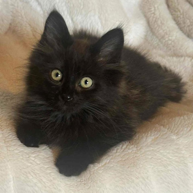 Photo of 12439   Oliver