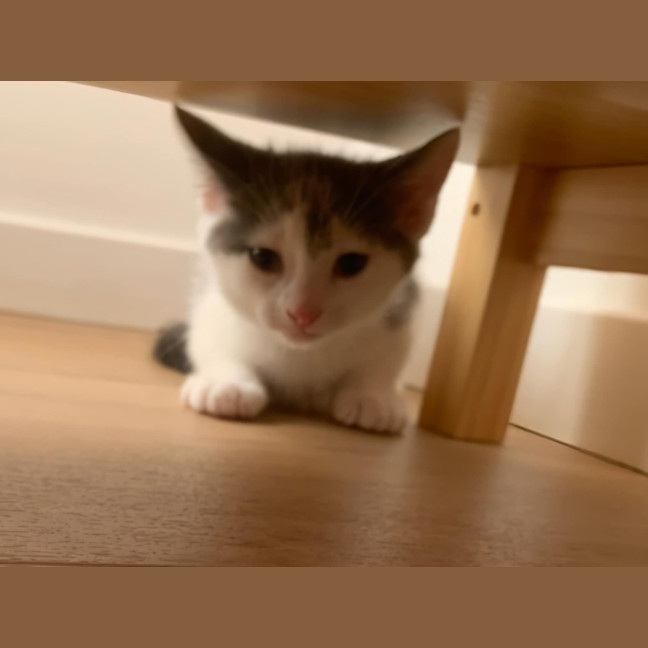 Photo of Ari And Gizmo