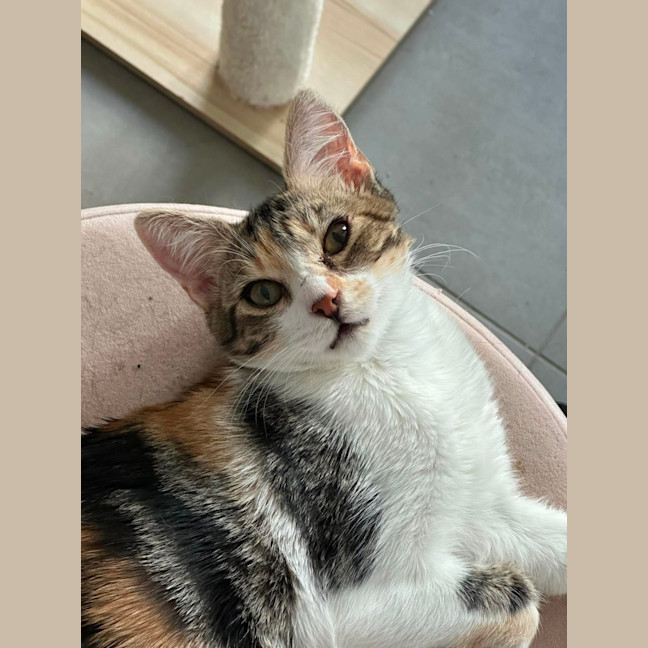 Photo of Marshmallow