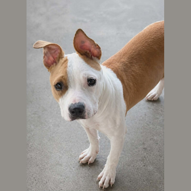 Photo of Gypsy
