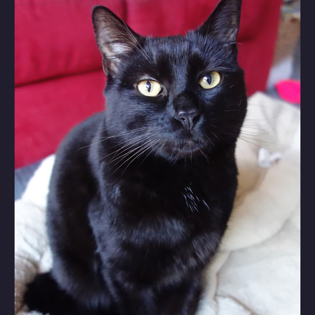 Photo of Salem