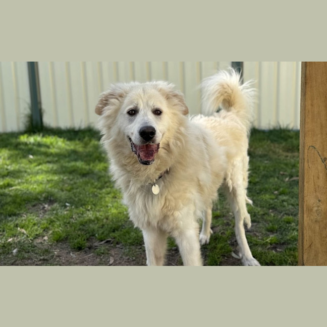 Photo of Buddy