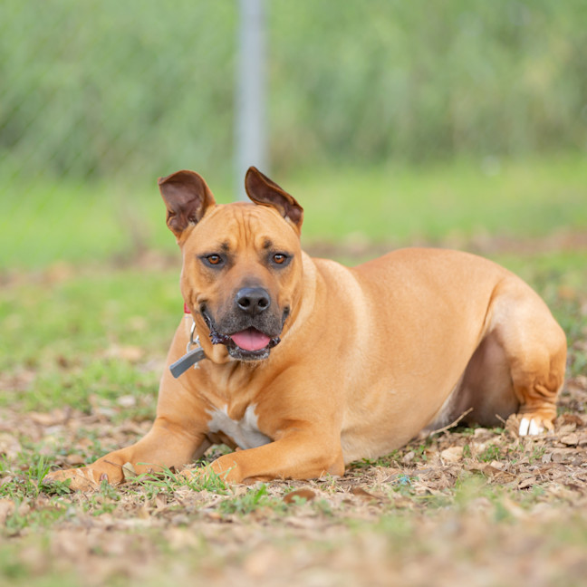 Photo of Scrappy Doo