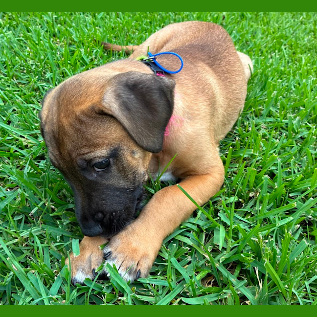 Photo of Snoopy   9 Week Old Cattle Dog X